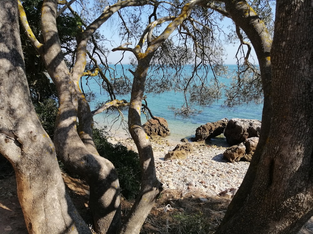 brown tree trunk near body of water during daytime