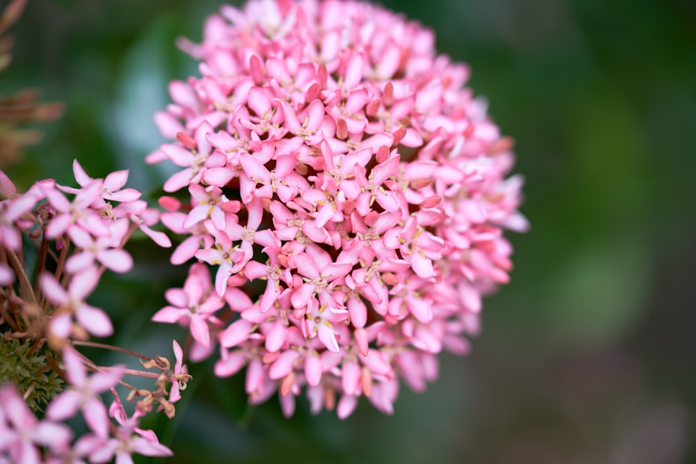 pink and white flower in macro lens