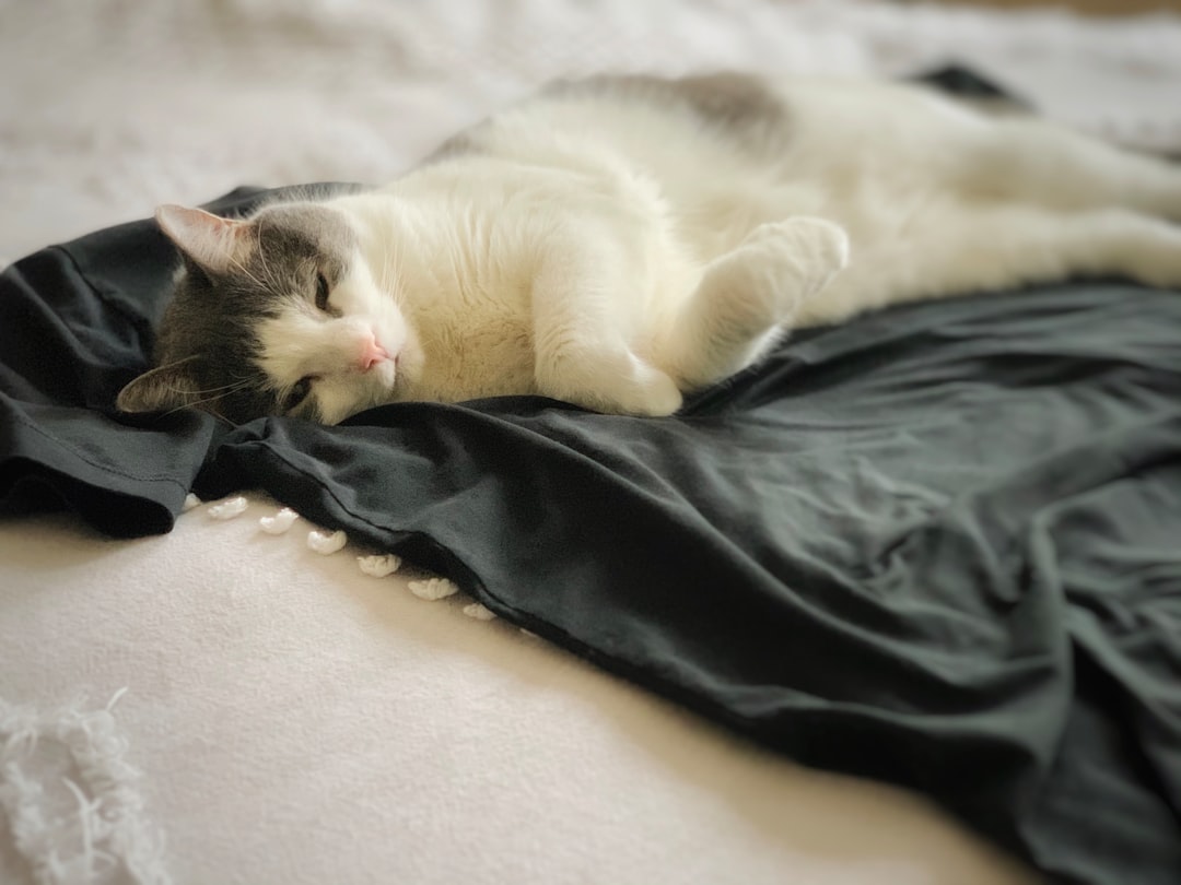 white cat lying on black textile