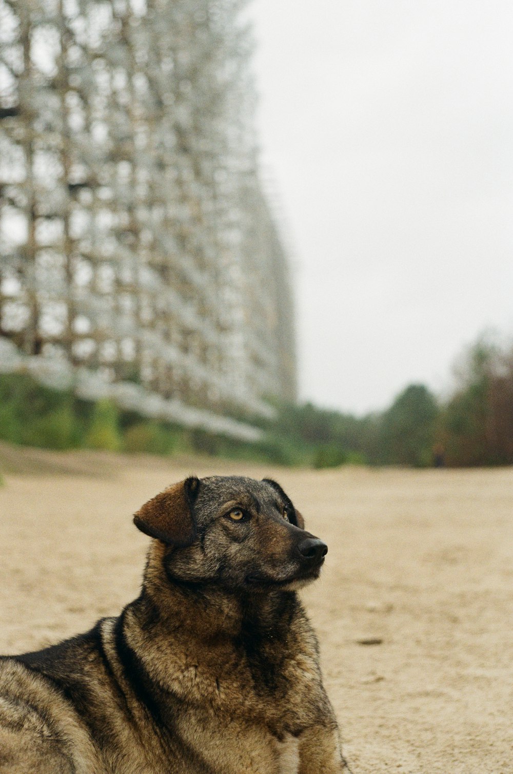 brown and black short coated dog on brown field during daytime