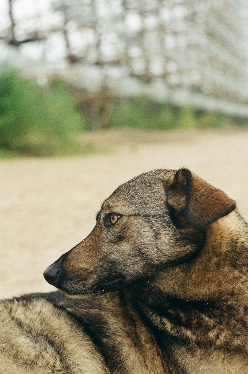 brown and black short coated dog