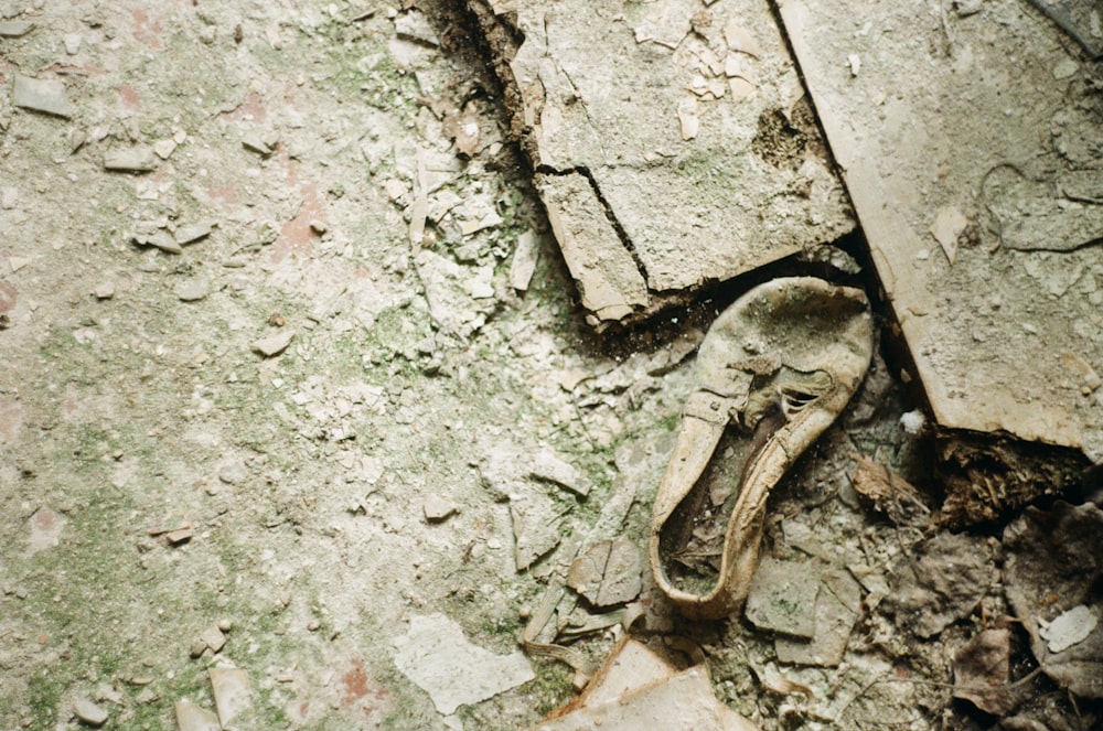 cabeça de animal de madeira marrom no chão de concreto cinza