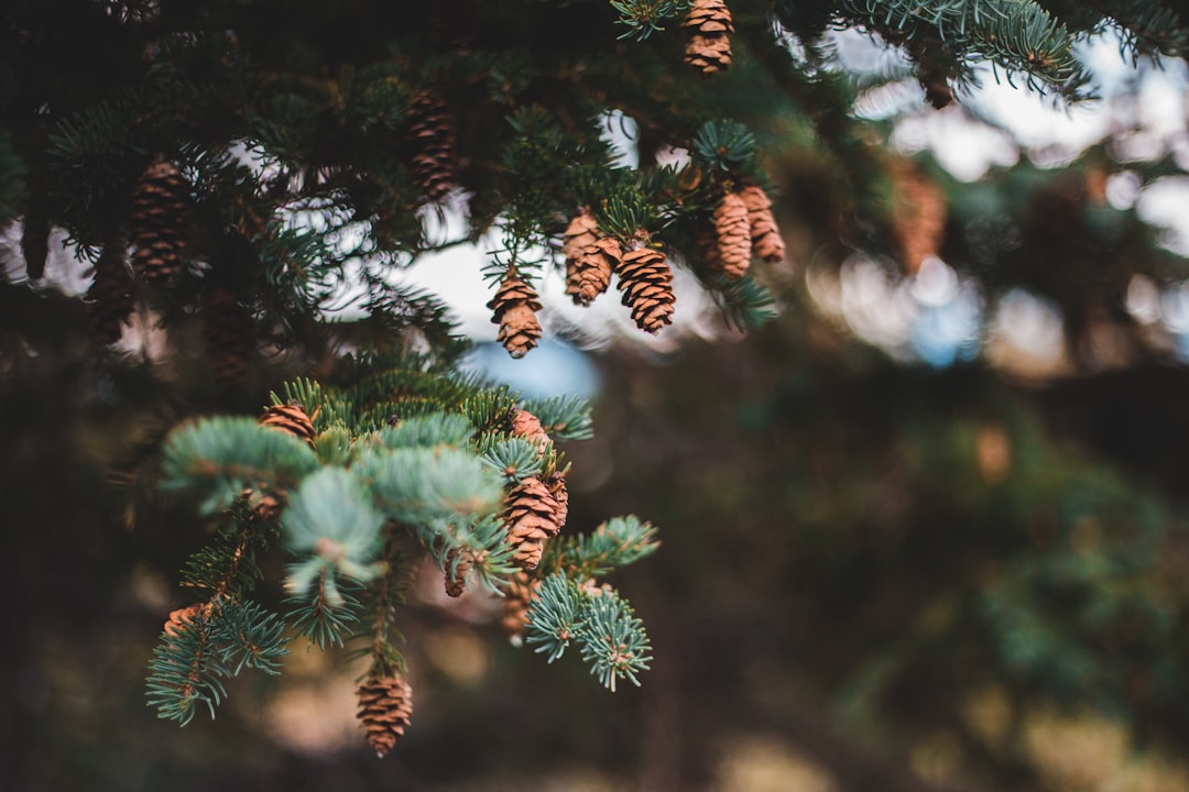 green pine tree in close up photography