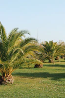 Neat row of healthy palm saplings growing outdoors in sunlight.