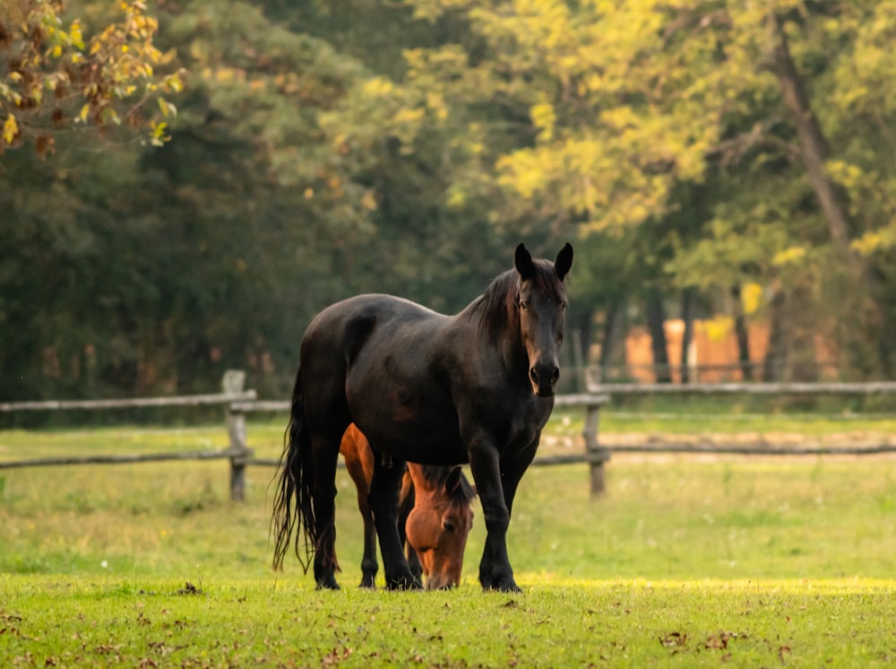 brown horse on green grass field during daytime