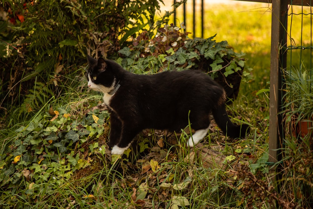 tuxedo cat on green grass field during daytime