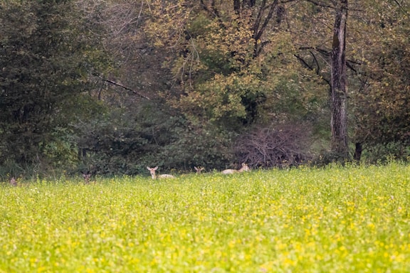 A serene wildlife scene featuring a variety of native Ohio animals in their natural habitat.