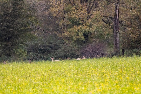 A serene natural setting with lush green grass in the foreground and dense trees in the background. Deer are partially visible, camouflaged within the grass and foliage, creating a peaceful wildlife scene.