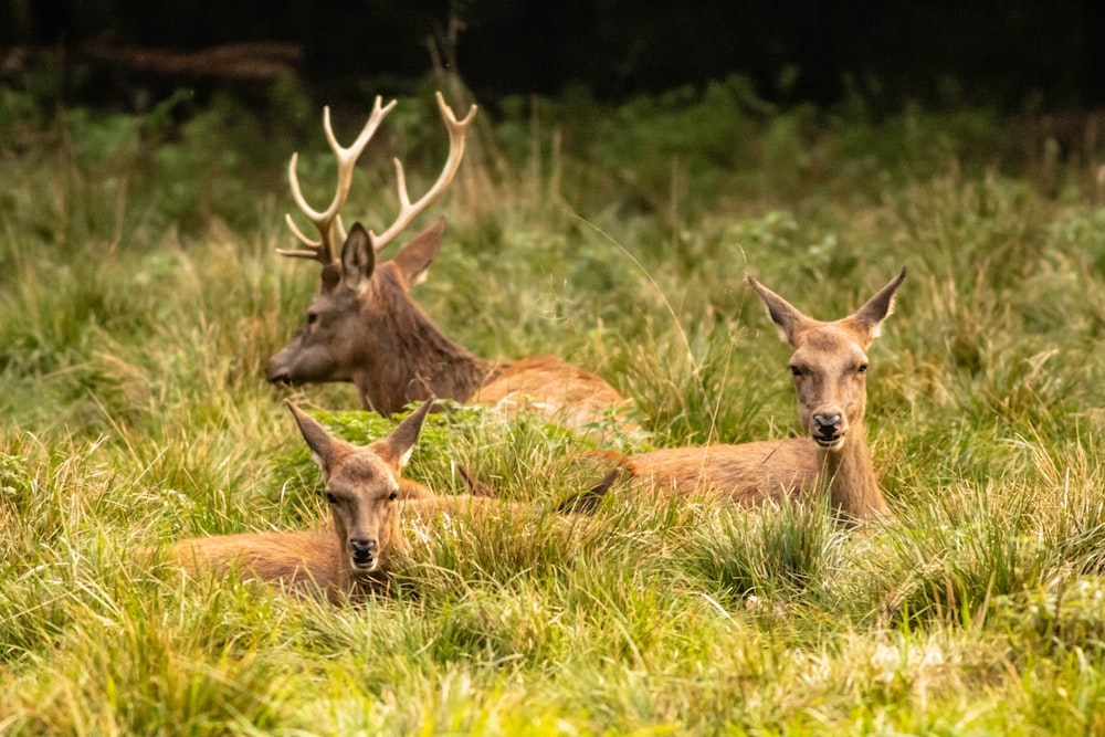 brown deer on green grass during daytime