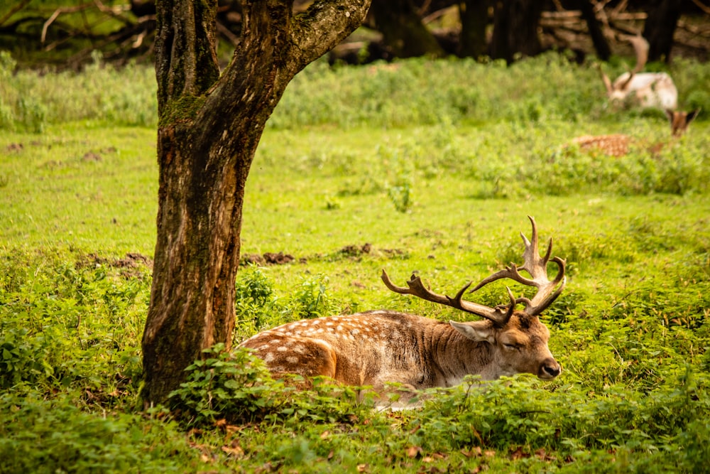 brown deer lying on green grass field during daytime