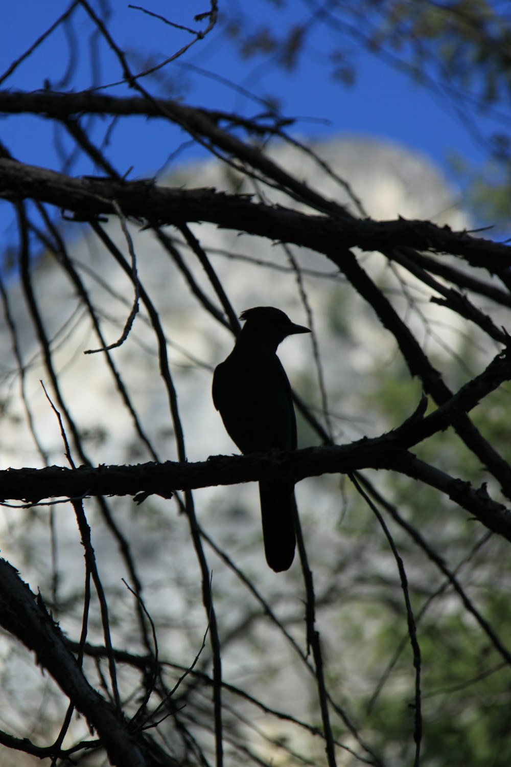 black bird on tree branch during daytime