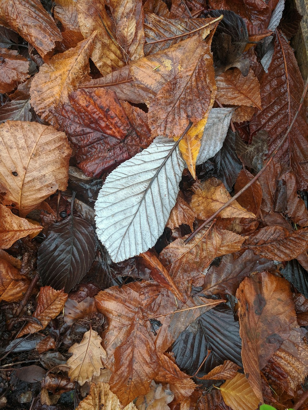 brown and black leaves on ground