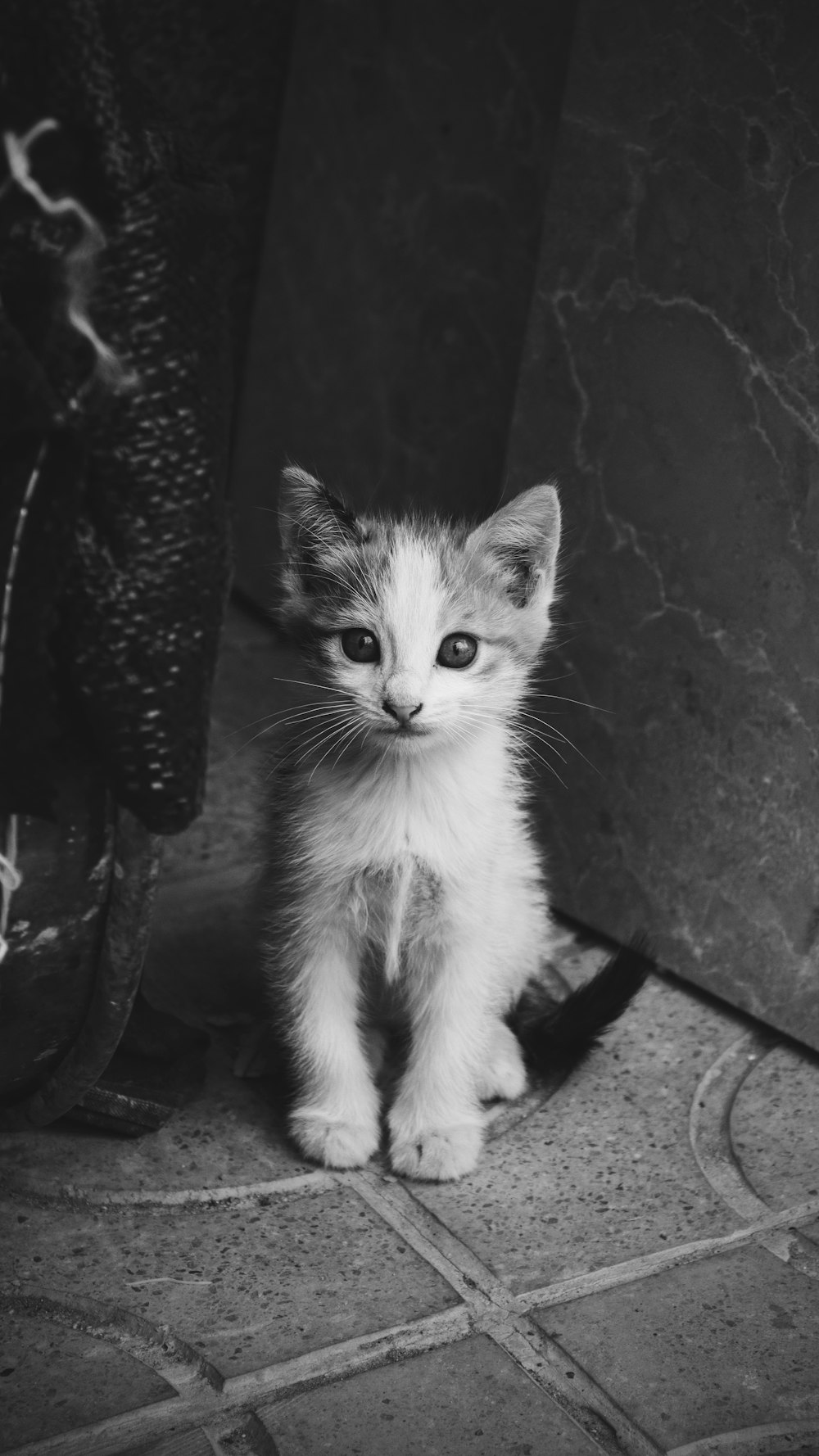 white and black kitten on black metal fence