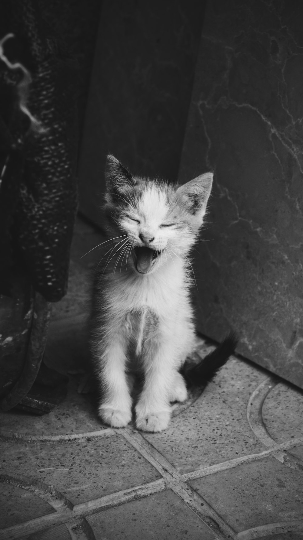 Chat blanc et noir sur clôture en métal noir