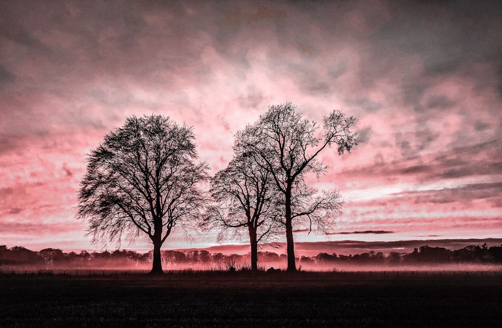 leafless tree on field under cloudy sky