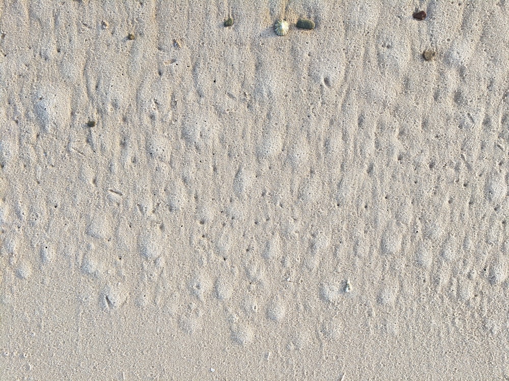 gray and white bird on gray sand