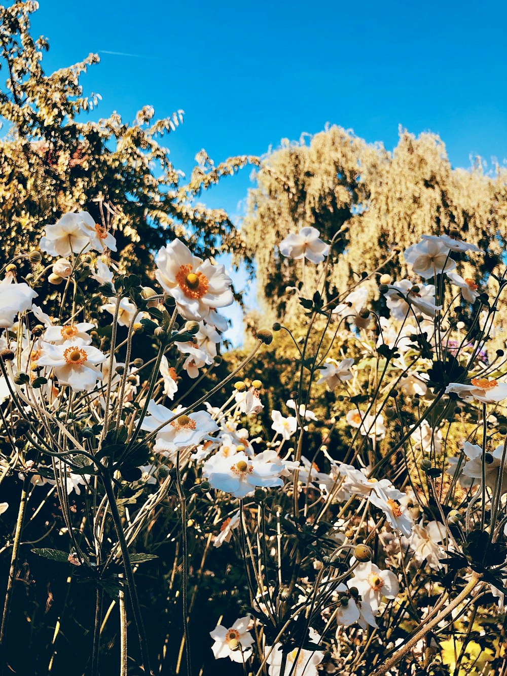 Fiori bianchi sotto cielo blu durante il giorno