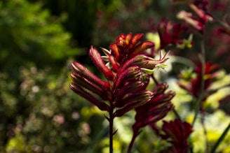 A cluster of vibrant red and green flowers with velvety textures, set against a blurred background of foliage. The petals have a distinctive tubular shape with fine hairs lining the edges.