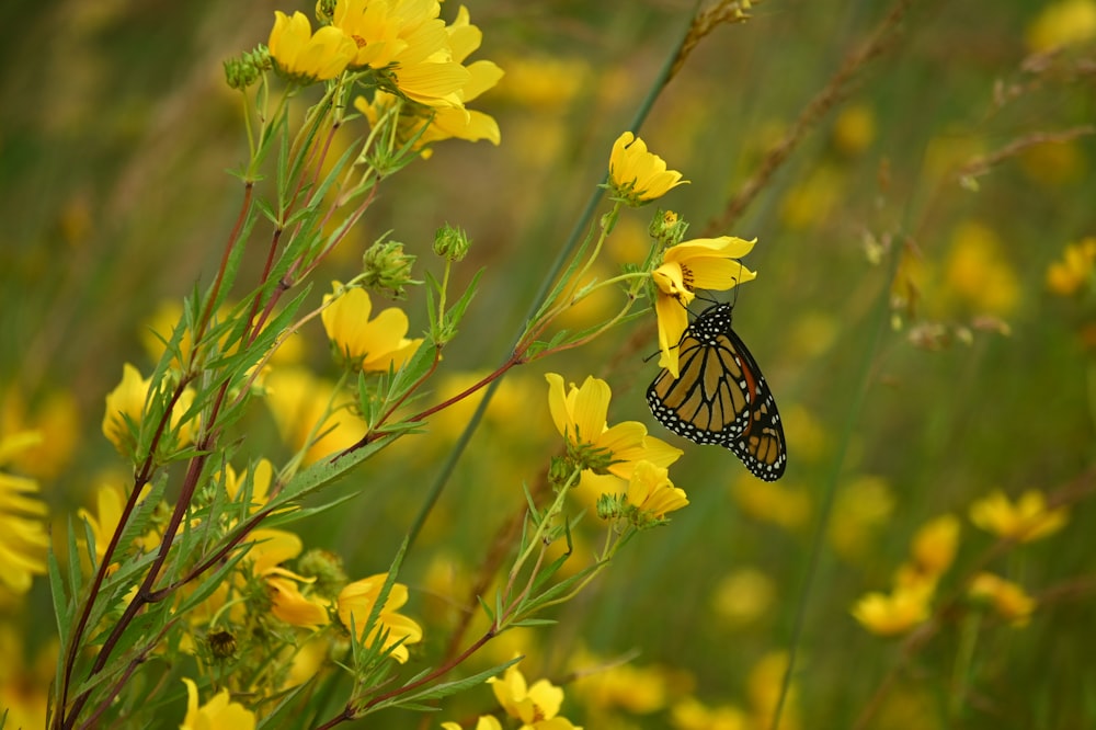 monarch butterfly perched on yellow flower during daytime