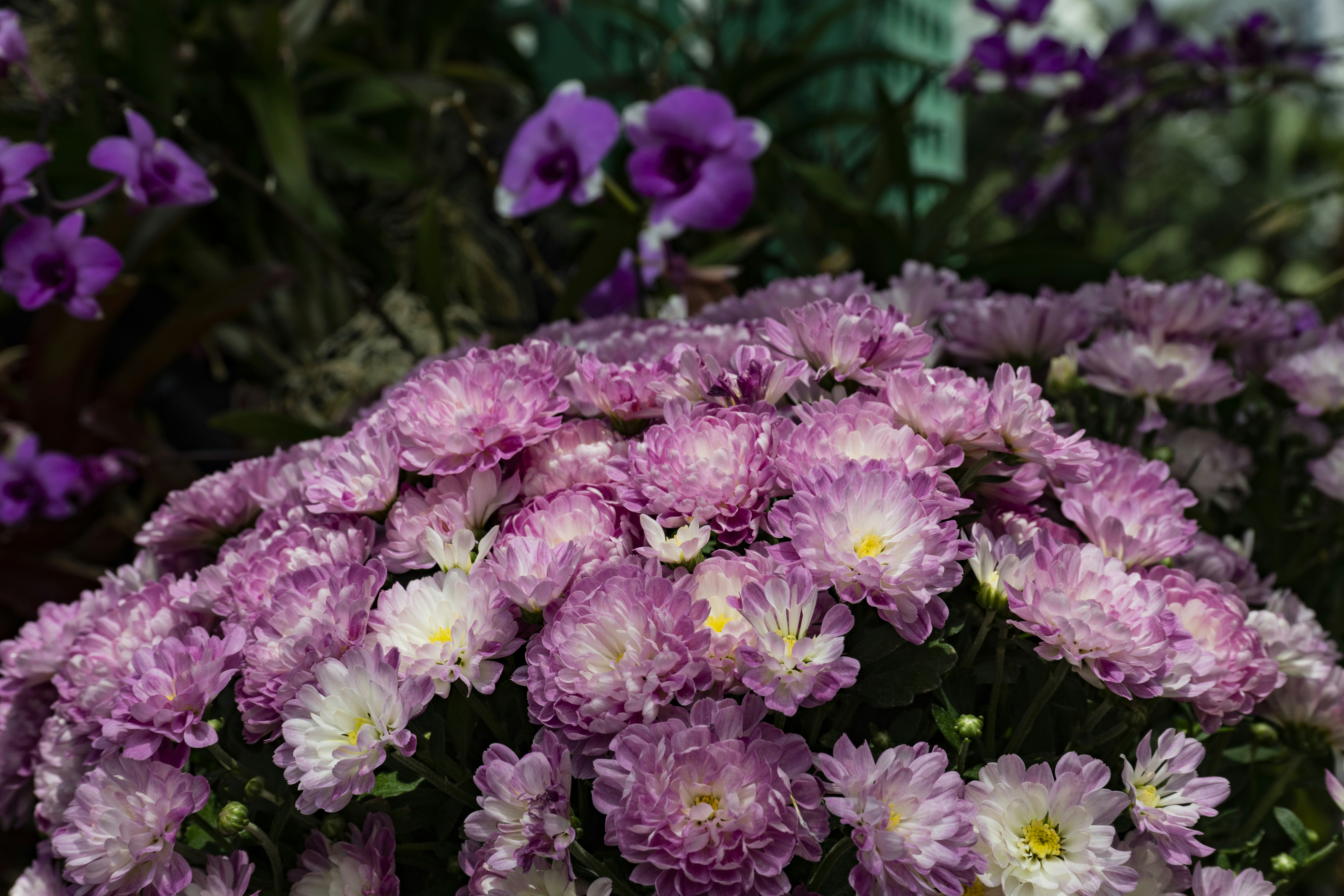 Photo by sunilcsharma