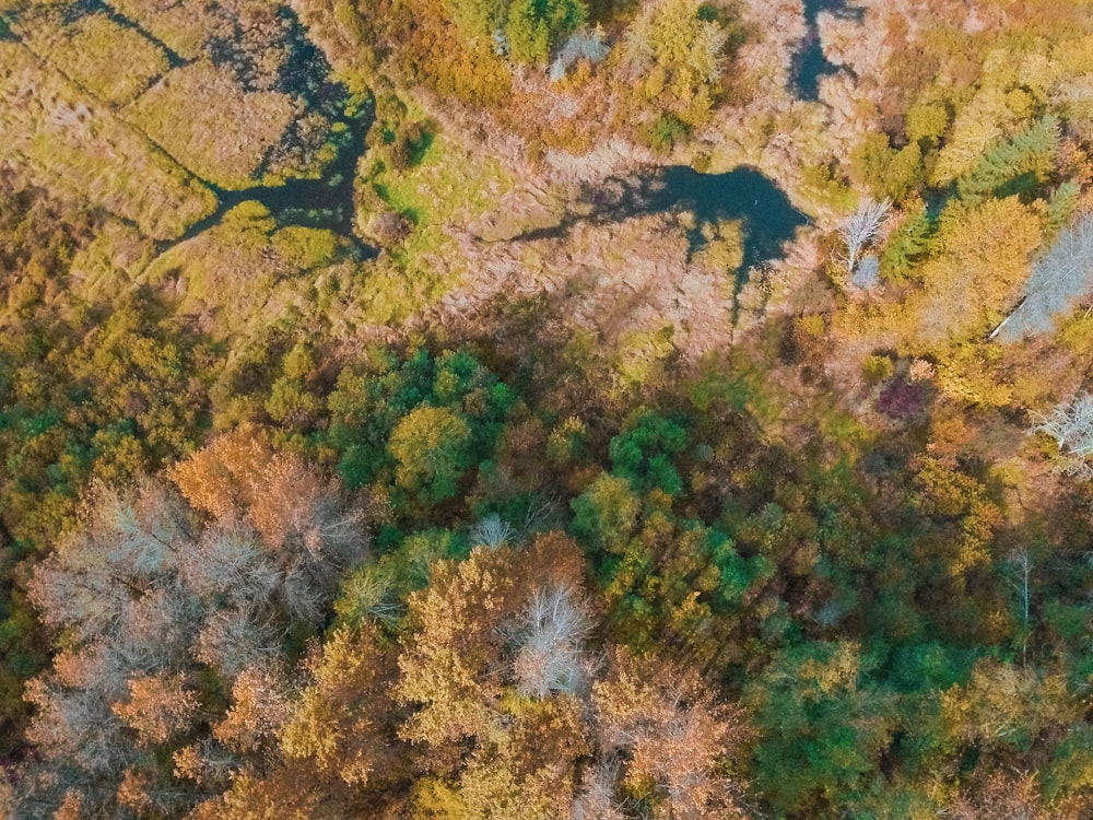 brown and green trees during daytime