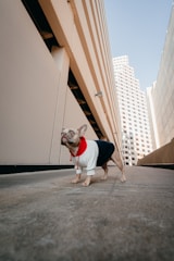 A small dog wearing a stylish white and black outfit with a red hoodie is standing confidently on a concrete pathway between two tall buildings. The urban setting includes modern architecture with clean lines and a soft blue sky in the background.