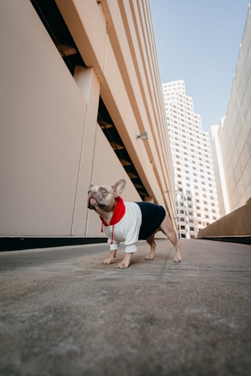 A small dog wearing a stylish white and black outfit with a red hoodie is standing confidently on a concrete pathway between two tall buildings. The urban setting includes modern architecture with clean lines and a soft blue sky in the background.