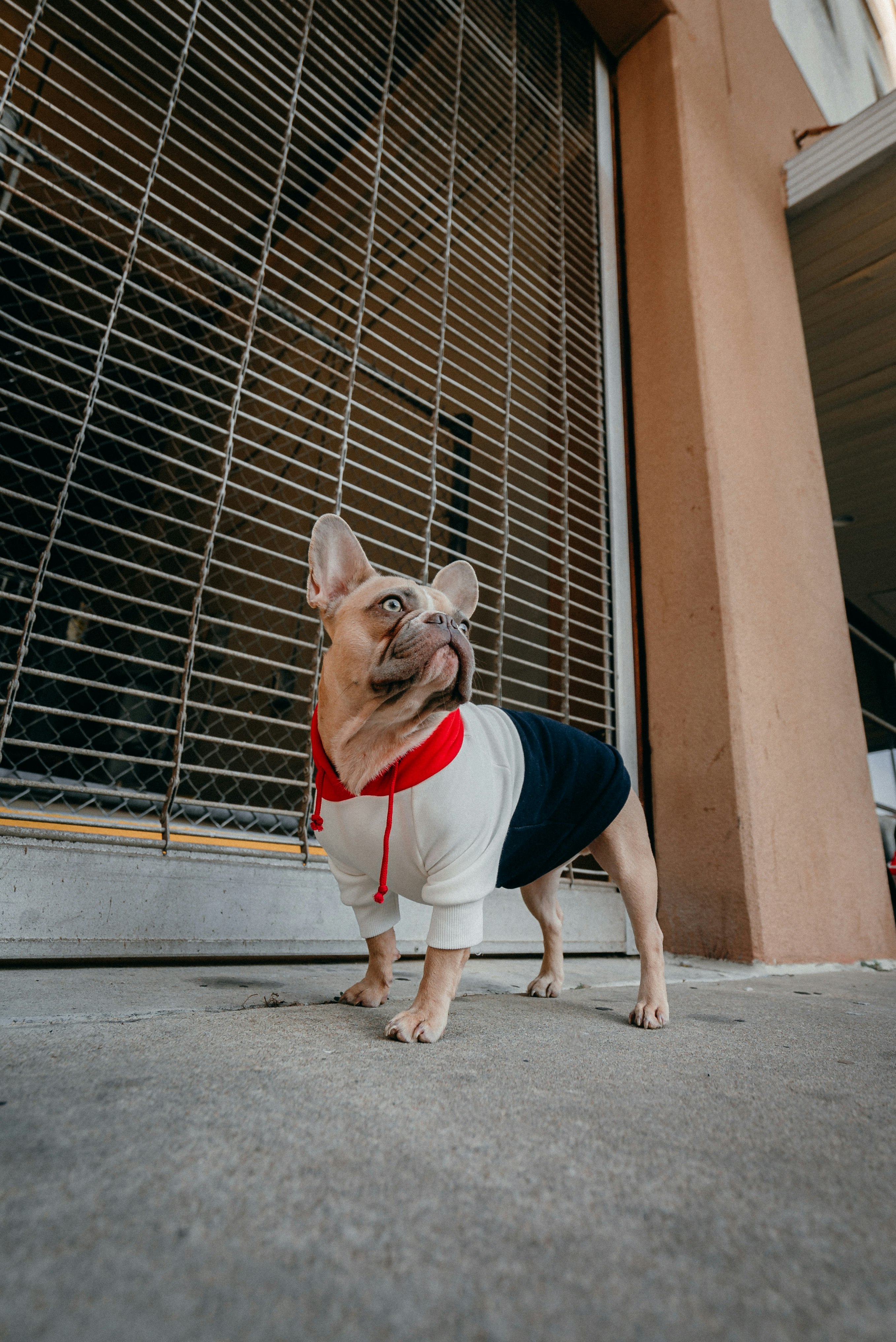 white and brown short coated dog wearing blue and white shirt