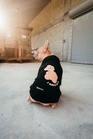 A French Bulldog is sitting on a concrete floor wearing a black shirt with a cartoon bear and the words 'I didn't do it'. The setting appears industrial, with a large metal dumpster and a corrugated shutter door in the background. Sunlight is streaming in, creating a warm glow.
