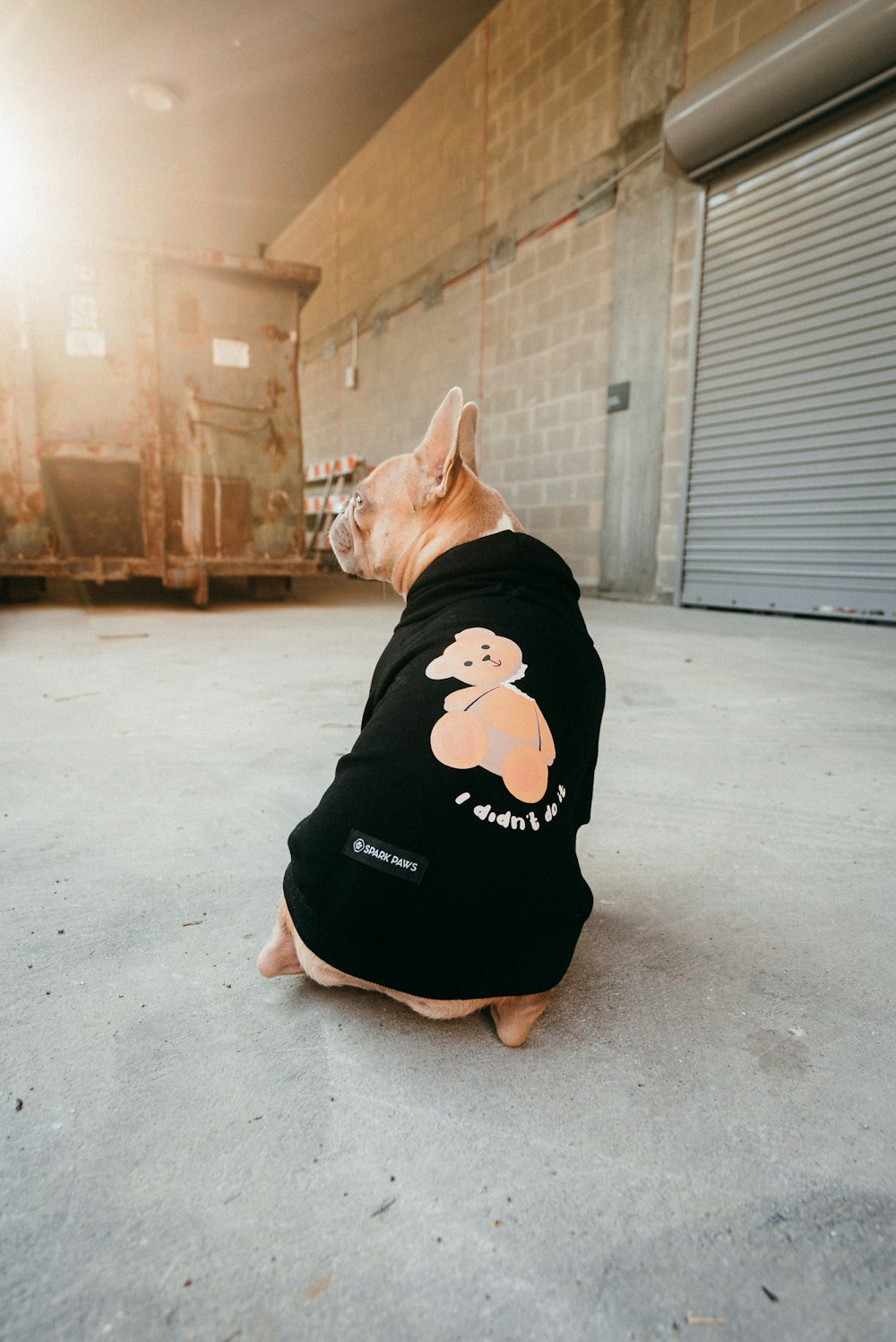 brown and white short coated small dog wearing black shirt