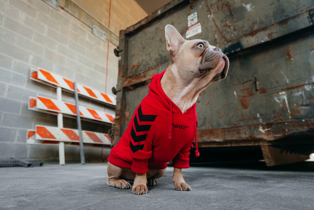 Pug marrón con sudadera con capucha a rayas rojas y negras