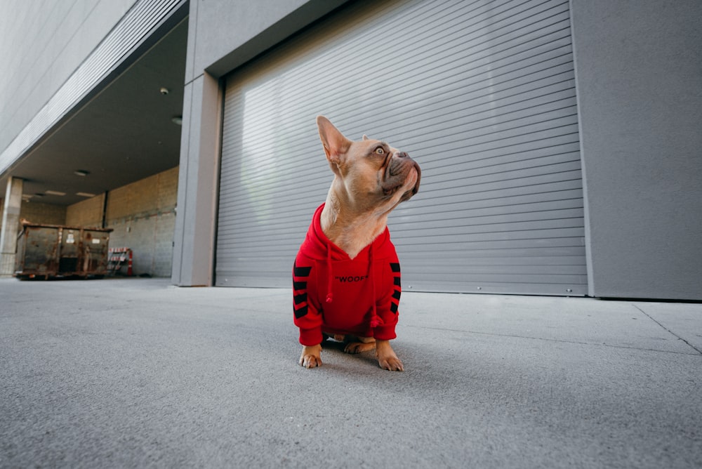 赤いシャツと赤いズボンを着た茶色の短いコートの犬