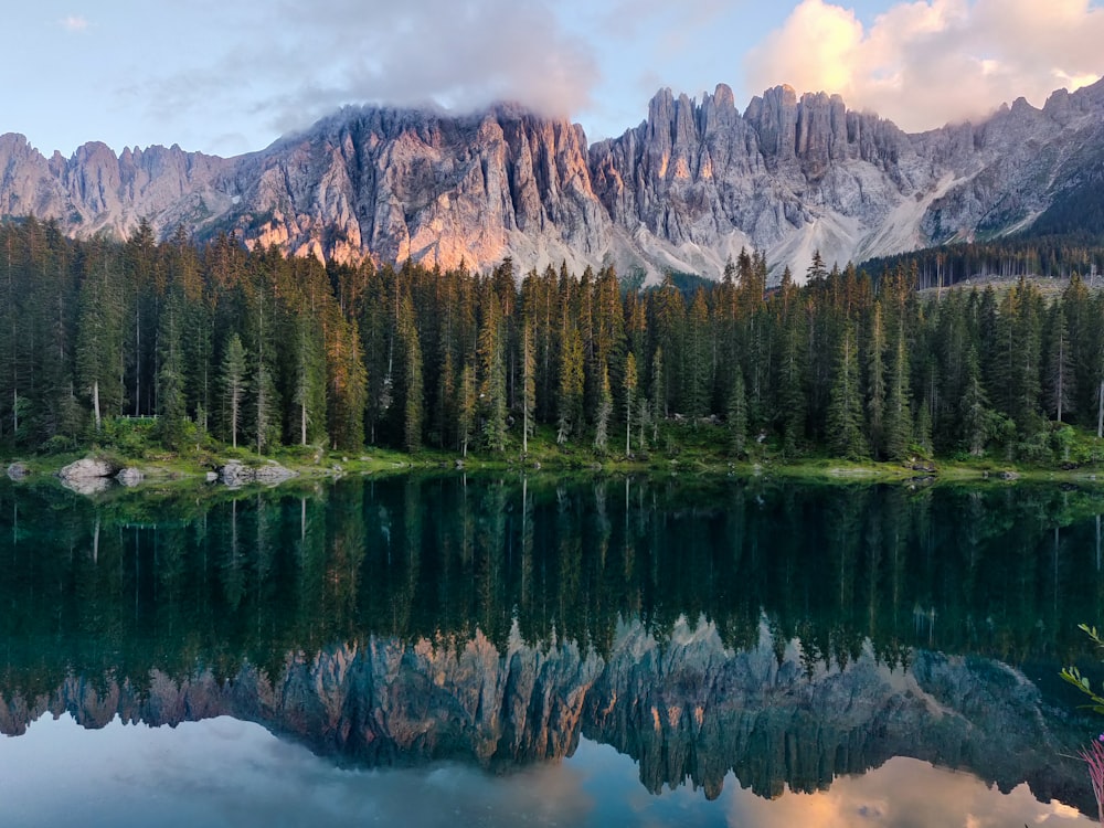 green pine trees near lake and mountain