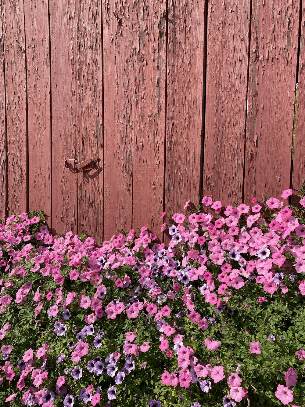 茶色の木の柵の横にあるピンクと白の花