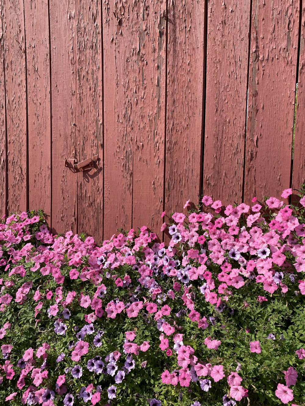 rosa und weiße Blumen neben braunem Holzzaun