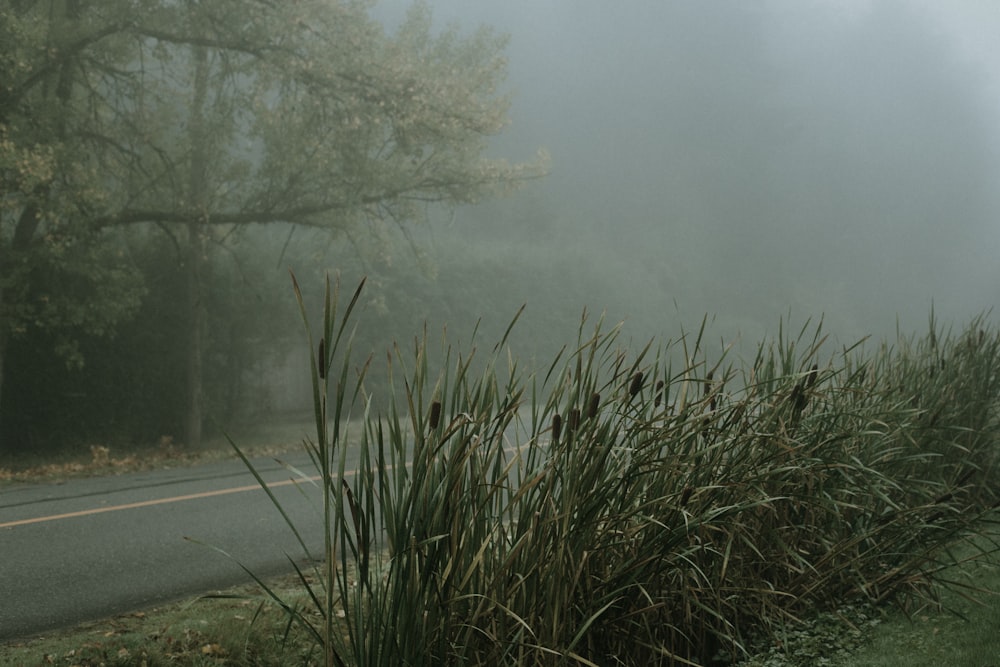 green grass near gray concrete road