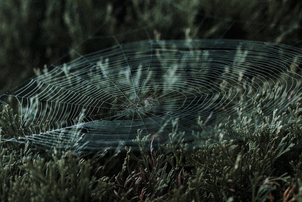 spider web on green grass during daytime