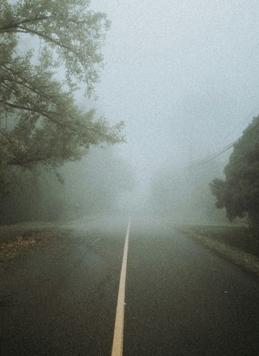 green trees beside road during foggy weather
