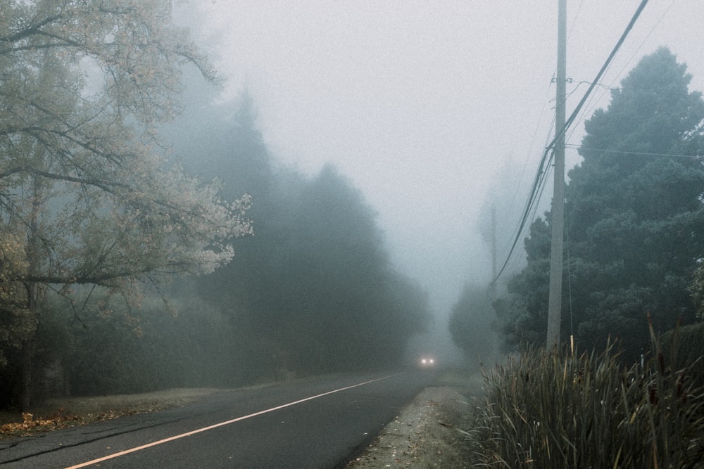 gray concrete road between green trees covered with fog