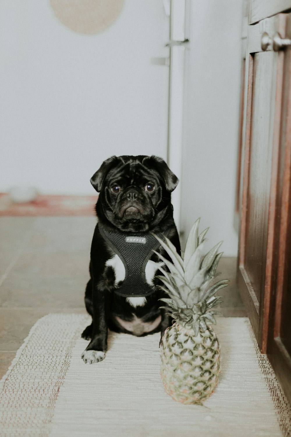 black pug sitting on white and brown area rug