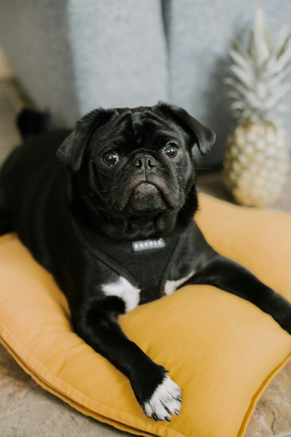 black pug on orange couch