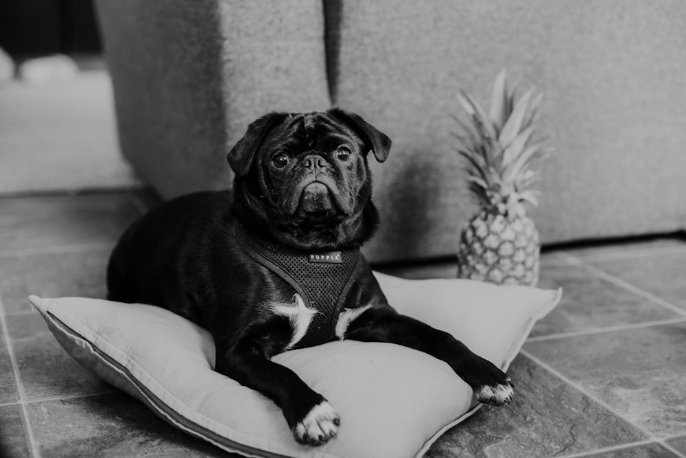 black pug on white and gray pet bed