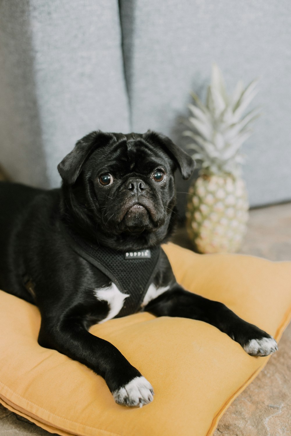 black pug on yellow textile