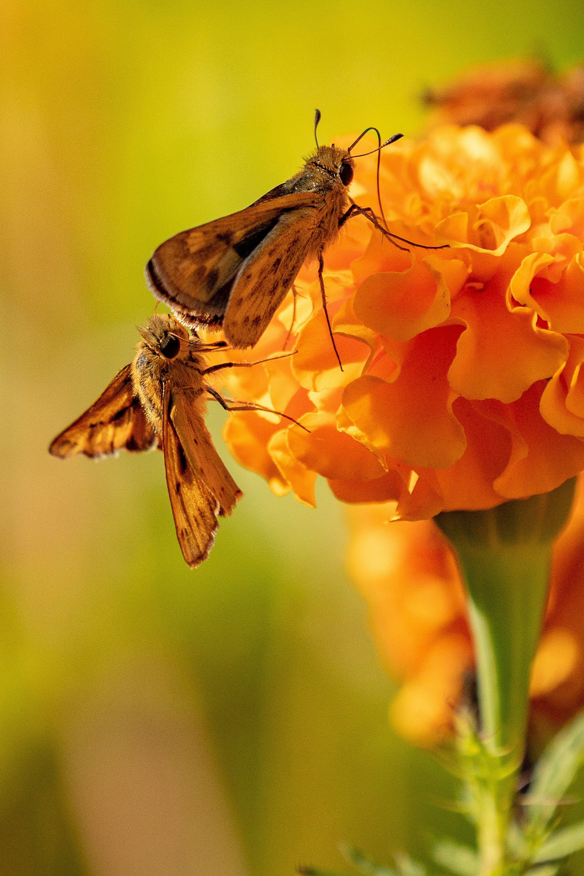 borboleta marrom e branca na flor de laranja