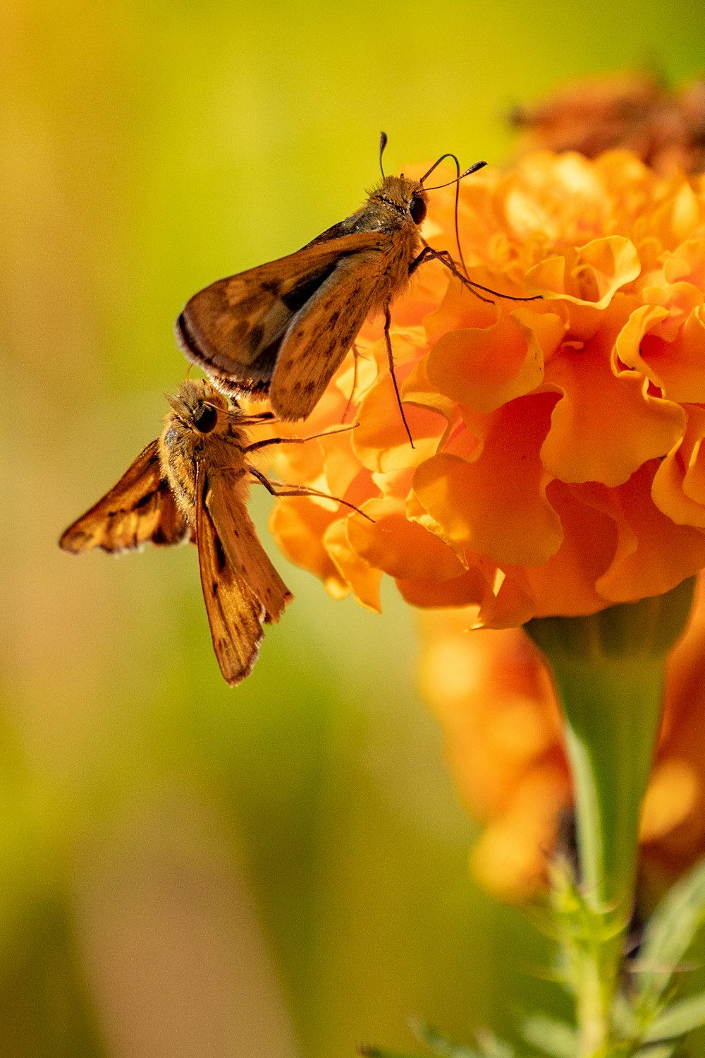 brown and white butterfly on orange flower