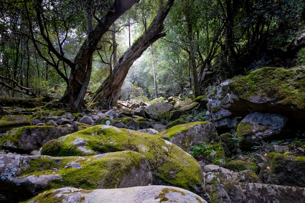 green moss on gray rocks