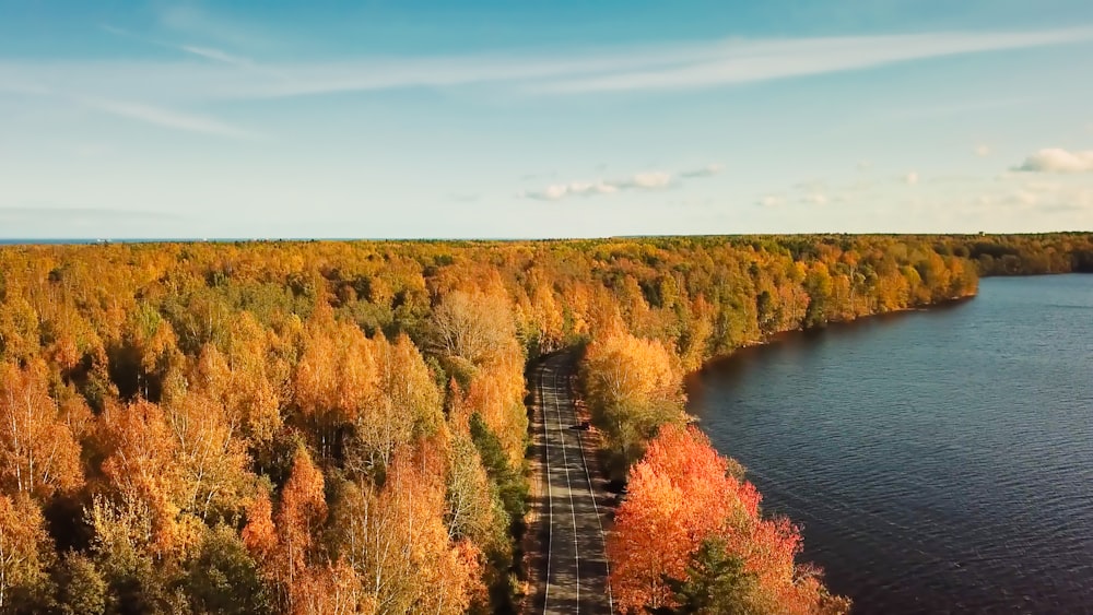 brown trees near river under blue sky during daytime