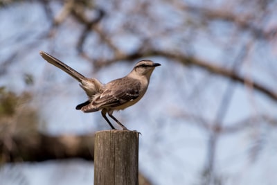 brown bird on brown wooden fence during daytime