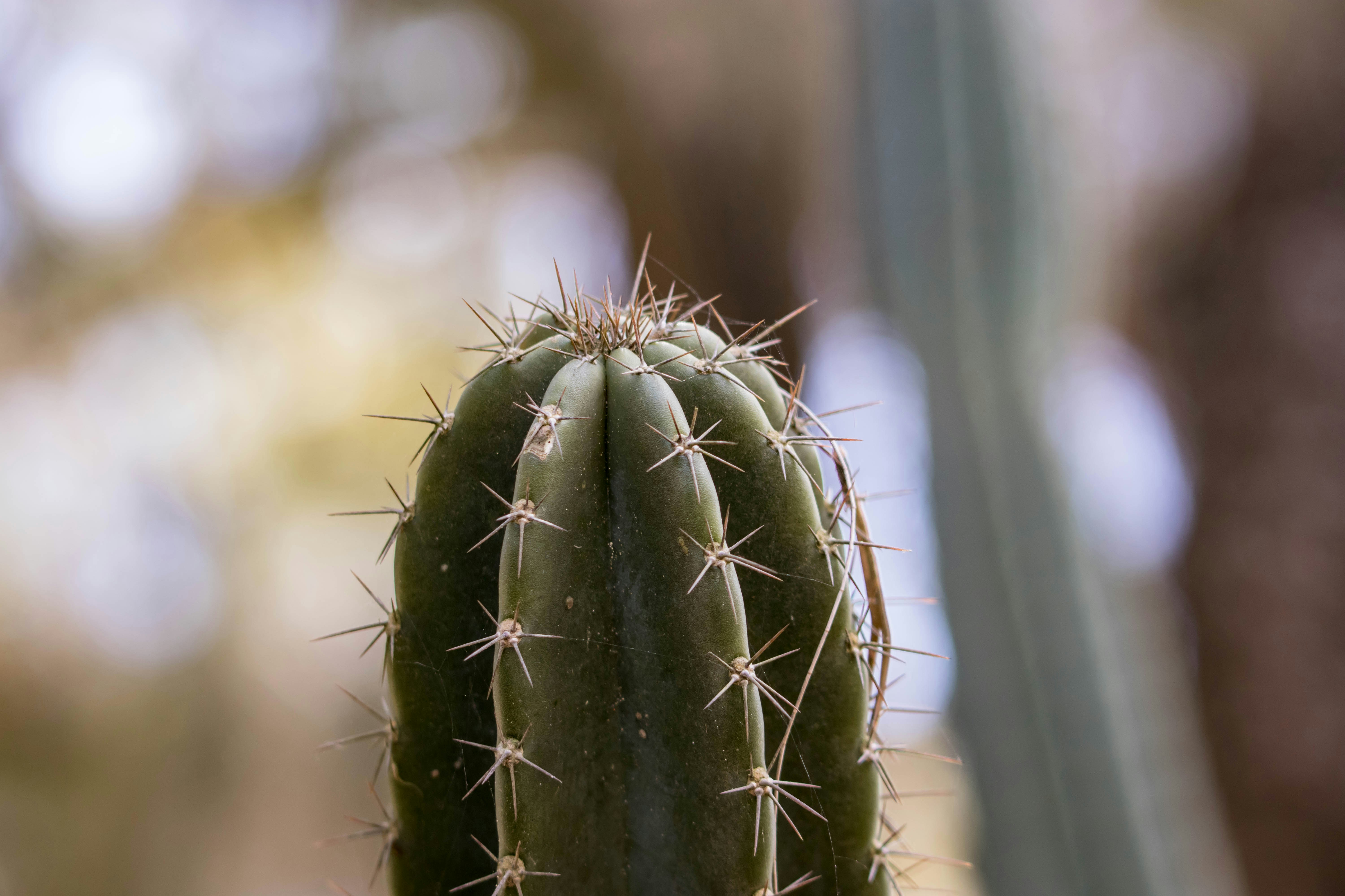 Photo by sonianadales