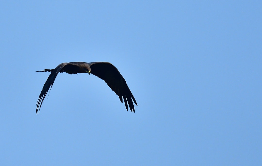 Wildlife photo spot Chembur Alibag